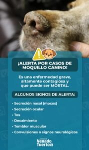 Campaña de vacunación antirrábica y desparasitación y alerta sobre casos de moquillo canino en Venado Tuerto