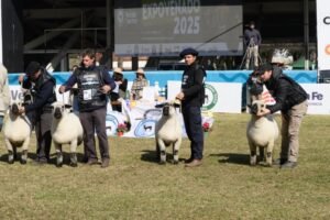 ExpoVenado 2026 reunirá lo mejor de la genética ovina y caprina