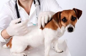 Vacunación antirrábica gratuita en barrio Santa Rosa celebrando el Día del Veterinario