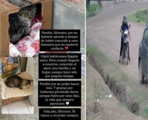 Indignación en Venado Tuerto: Abandonó un gato, lo rescataron pero no pudieron salvarlo