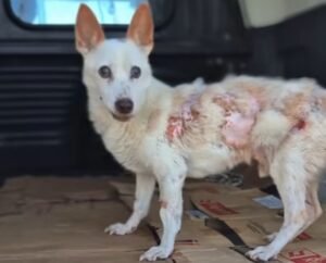 Un grave caso de crueldad animal llega a la Justicia: imputaron a una mujer en Venado Tuerto por el abandono de “Pluto”