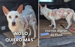 “No lo quiero más”: La triste historia de Pluto y como cracias al Refugio Canino de Venado Tuerto hoy lucha por una segunda oportunidad