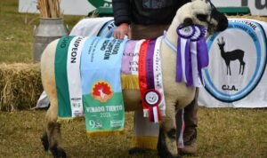ExpoVenado 2026: Se definieron los grandes campeones de las exposiciones nacionales de Boer y Hampshire Down