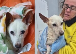 Pluto continúa recuperándose y el Refugio Canino de Venado Tuerto destacó el avance de la causa judicial por maltrato animal