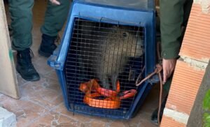 Rescataron a un carpincho en la zona sureste de Venado Tuerto