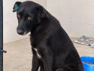 Segundas oportunidades que transforman vidas: El Gobierno de Venado Tuerto celebra el Día del Perro Adoptado con historias con final feliz