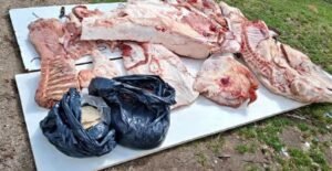 Allanaron una vivienda en Venado Tuerto por una carnicería ilegal y secuestraron más de 100 kilos de carne en estado de descomposición