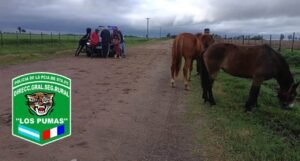 Esclarecieron un caso de abigeato y recuperaron dos caballos en Venado Tuerto