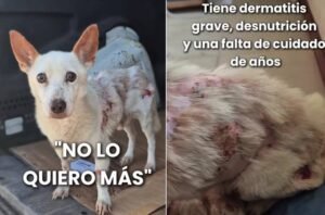 Indignación en Venado Tuerto por el caso Pluto: “El maltrato animal no puede salir barato”